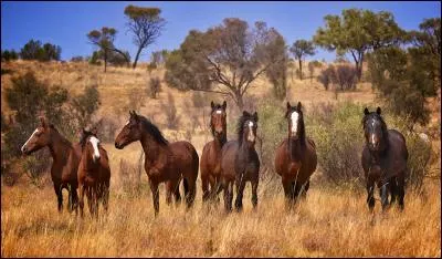 Certaines populations de chevaux sont retournées à la vie sauvage, comme les mustangs en Amérique du Nord. Comment les appelle-t-on en Australie ?