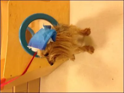 De quelle race est ce chien ?