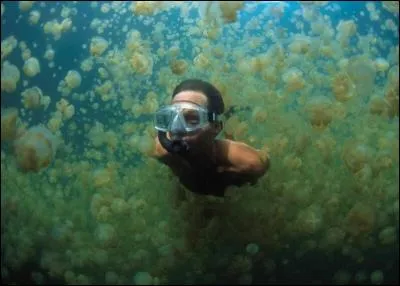 Il vous faudra tout de même un peu de courage pour plonger dans les eaux du lac Palaos : en effet, que renferme-t-il ?