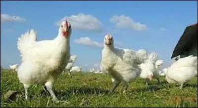 Combien de vari&eacute;t&eacute;s de volailles de Bresse existe-t-il ?