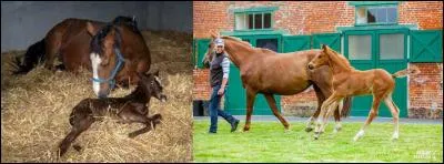 Il faut que le jockey se rende à la « jumenterie », là, il pourra faire son choix ! 
Que signifie le mot « jumenterie » ?