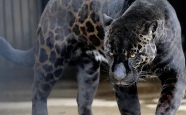 Quiz Animaux bizarres