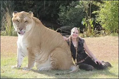 Et voici la ligre, croisement d'un tigre et d'une lionne. Vrai ?