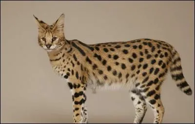 L'animal serait de plus en plus fréquent aux USA : il s'agit du croisement d'un serval et d'une chatte. Comment le nomme-t-on ?