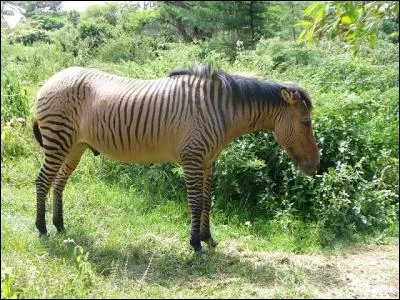 Ce coup-ci, je crois que je brûle avec le zébrule ! Alors ?