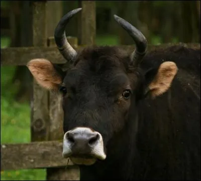 Dans les forêts polonaises, vous pouvez rencontrer un zubron, croisement d'une vache et d'un bison. Alors, d'après vous ?