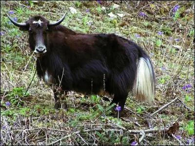 Ce bovidé est le produit d'un zébu et d'un yak : quel est son nom ?