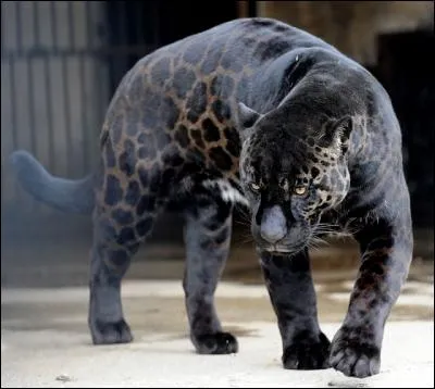 Voici un jaglion, le croisement d'un jaguar et d'une lionne. Qu'en pensez-vous ?