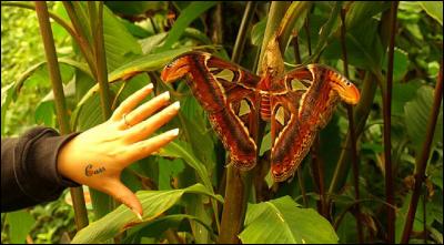 Non, ce n'est pas une mite au logis, mais un papillon atlas, que l'on trouve en Malaisie. Il paraît que les cocons peuvent servir de sac à main. Et selon vous ?