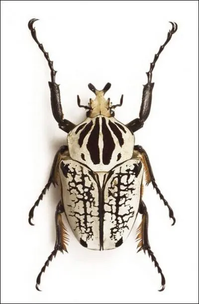 Mais quel est ce coléoptère collé à terre ?