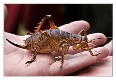 Où verrez-vous ces "wetas" ?