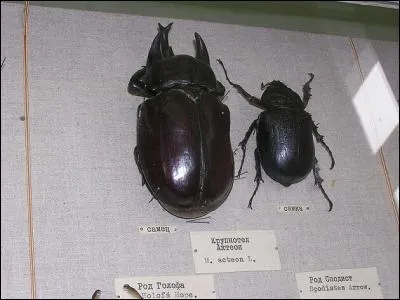 Mais pourquoi ce scarabée est-il nommé "éléphant" ?