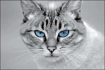 Je suis aveugle, mais je peux rentrer dans les rêves des autres. Je suis :