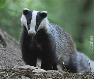 Les 6 élus sont venus me voir là où le Soleil sombre dans l'eau. Je suis :