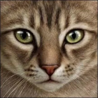 J'aime Pavot Gelé. J'ai eu de magnifiques enfants. Je suis :