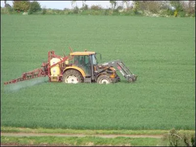 Que fait-il dans le champ de céréales ?
