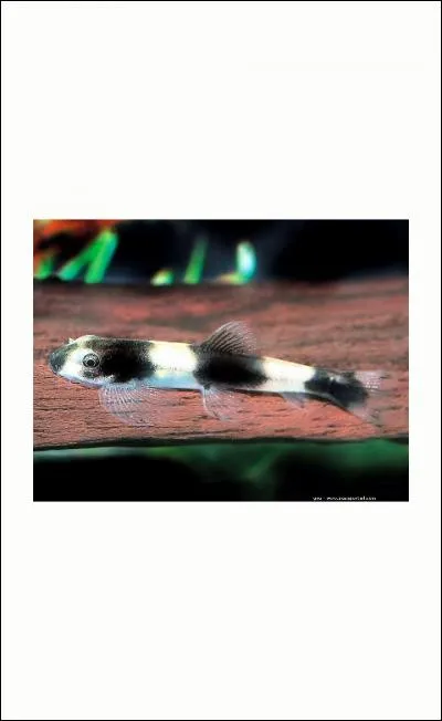 Je coûte une vraie fortune :