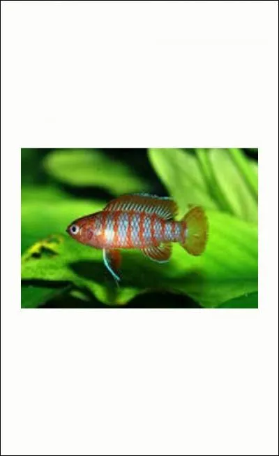 Le mâle est rouge vif tandis que la femelle est beige :