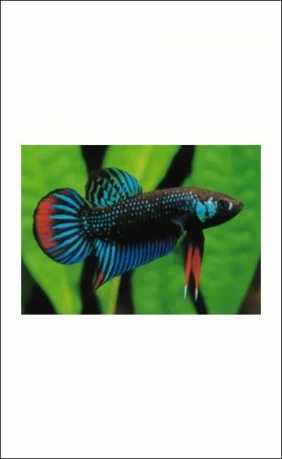 Je suis un rare poisson qui vient de Thaïlande :