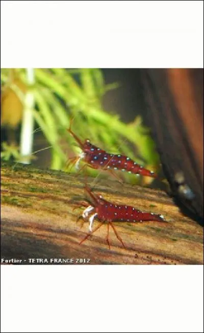 Je viens du lac Sulawesi :