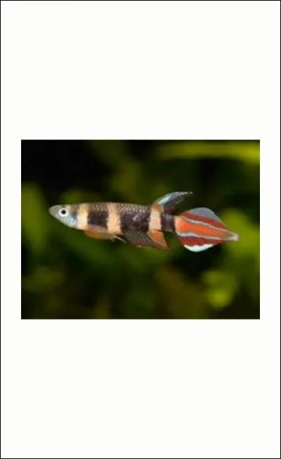 Je suis un killifish anuel :