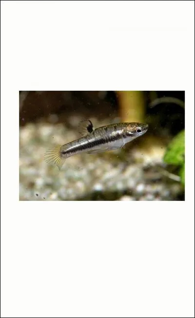 Je suis le plus petit poisson ovovivipare connu :