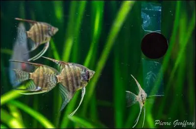 Je suis souvent maintenu dans de grands bacs :