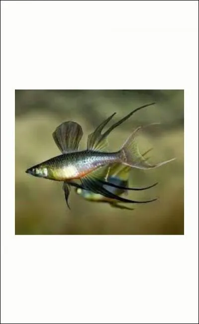 Je mesure à peine 4 centimètres :