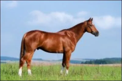 Quelle est cette race ?