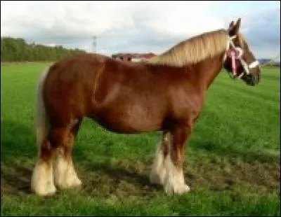 Quelle est cette race ?