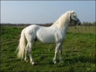 Quelle est cette race ?