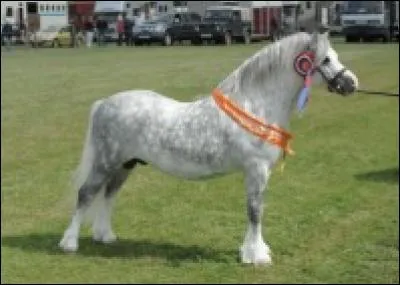 Quelle est cette race ?