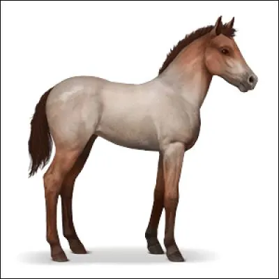 Quel est ce poulain ?