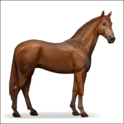 Quelle est cette race ?