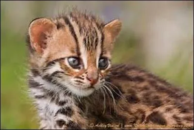 Un animal chou mais bizzard, il est compliqué !