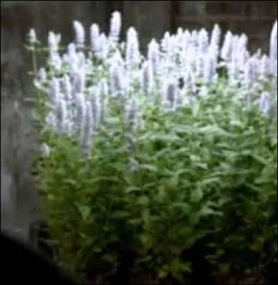 Quelle plante est toxique pour les vampires ?