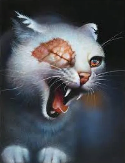 Cette chatte est la compagne de Flocon de Neige. Qui est-ce ?