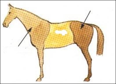 Le cheval (ou le poney) possède un avant-train, un corps et un arrière-train.