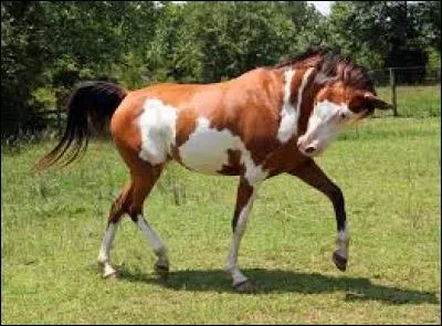 Quelle est cette couleur ? (indice : si on en croise deux on a 1/4 de chance que le poulain ait une anomalie)