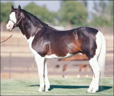 Quelle est cette couleur ? (indice : c'est la plus rare)