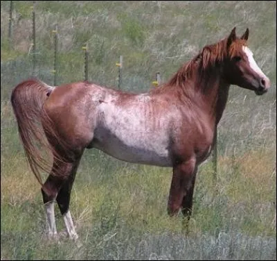 Quelle est cette couleur ? (indice : constituée d'un mélange de poils créant un rouannage sur les flancs)