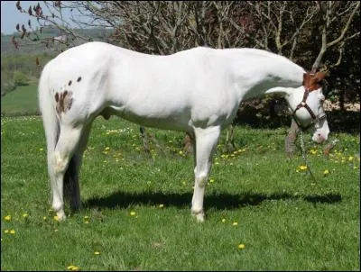 Quelle est cette couleur ? (indice : leur légende dit que ces chevaux permettent au sorcier qui les monte de lire dans les curs)
