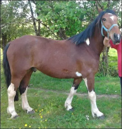 Existe-t-il une 7ème variante ?