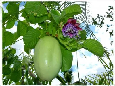 C'est certainement le plus gros fruit de la passion. C'est : (Indice : grenadille géante)