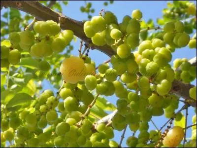La girembelle, appelée également groseille étoilée, est le fruit du girembellier. De quelle île de l'océan indien cet arbre est-il originaire ?