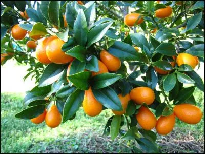 Comment appelle-t-on également le kumquat ? (Indice : Soleil levant)