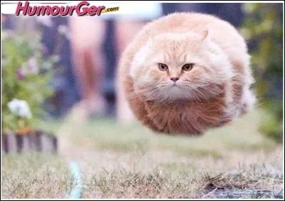 Combien a-t-elle eu de chatons ?