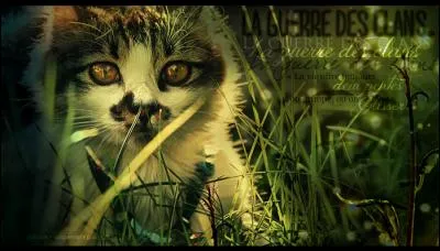 Et avec Petit Sapin ?