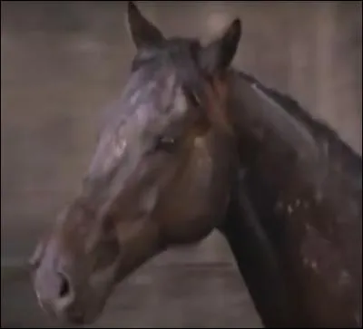 Dans l'épisode 19, comment s'appelle le cheval que Lisa et Bob ont adopté au refuge pour animaux ?