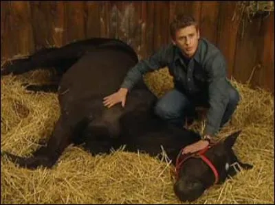 Dans l'épisode 5, quelle maladie a Comanche ?